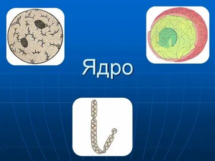 Организмы без ядра