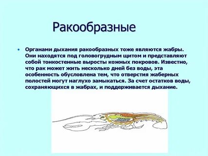 Ракообразные трахеи