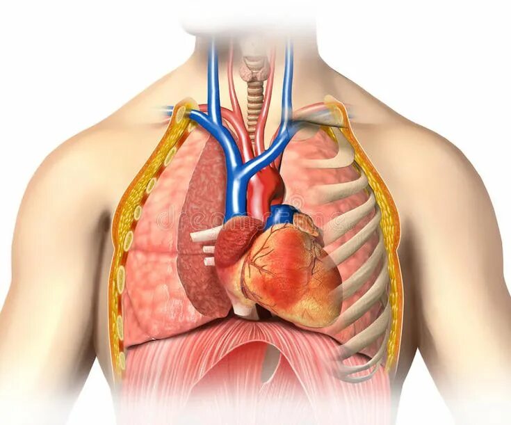 Explain the role that the skeletal system plays in facilitating cardiovascular s