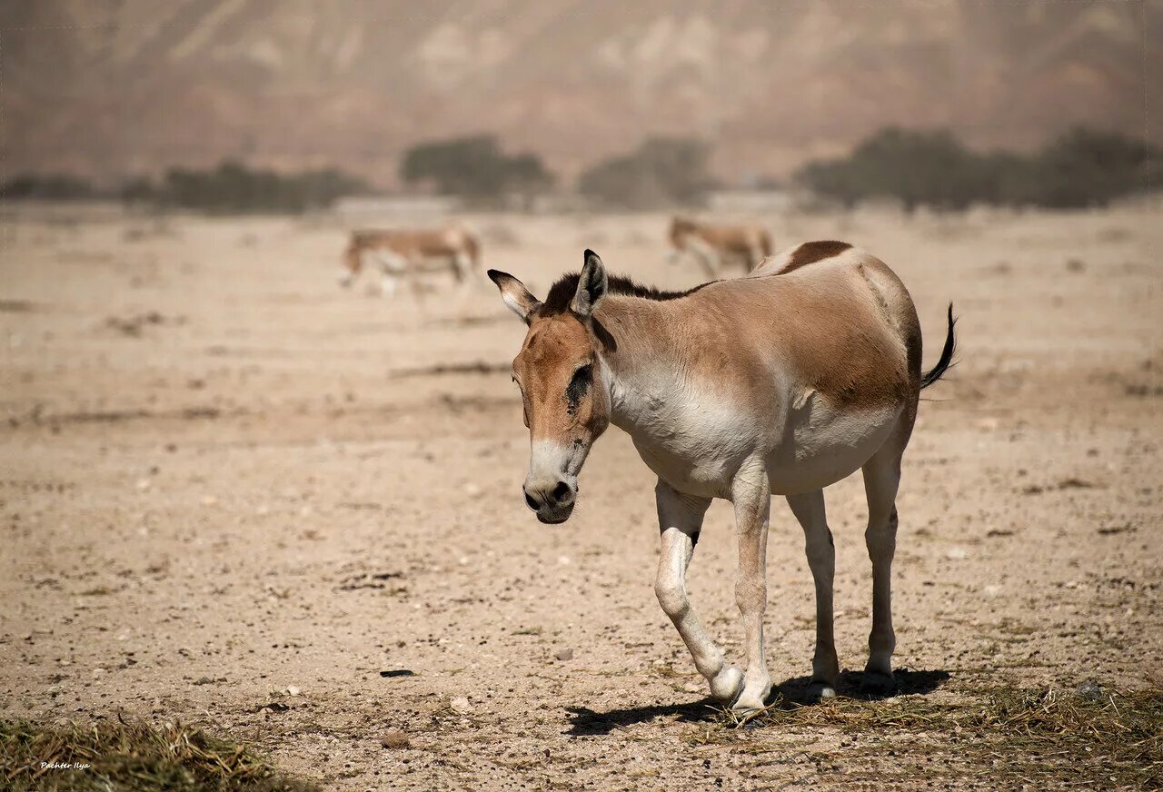 Дикий осел кулан. Сирийский кулан. Сирийский кулан. Сирийский кулан. Монгольский кулан.