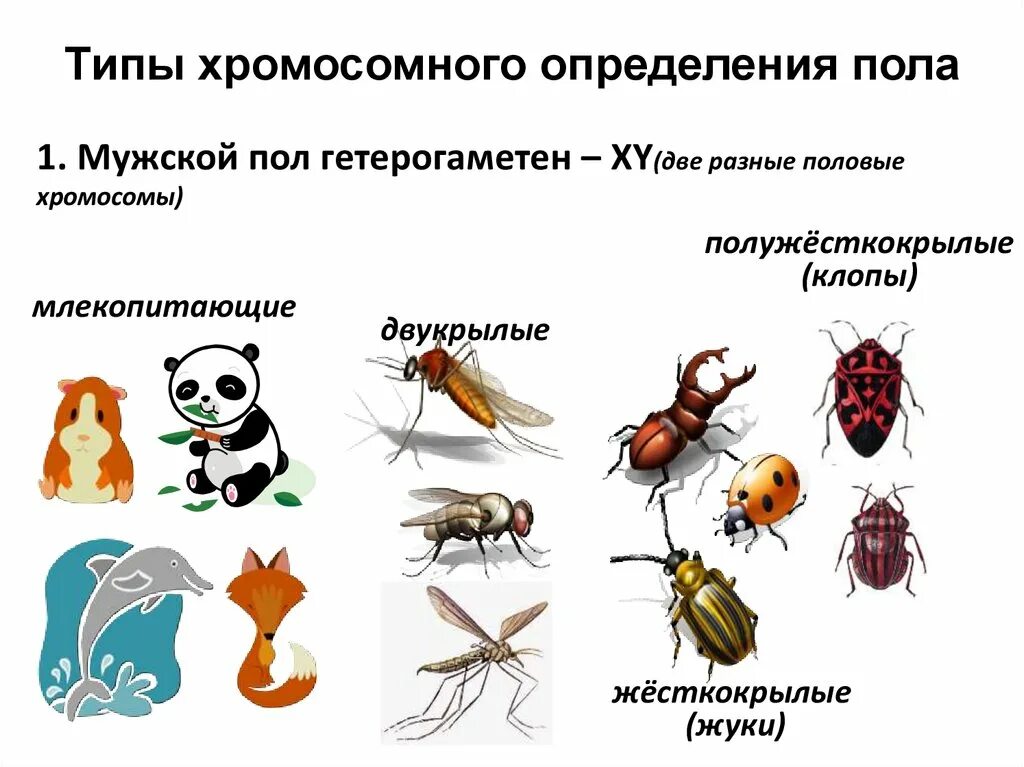 Гетерогаметные особи. Типы определения пола. Типы хромосомного определения пола. Хромосоная теории я определения пола. 5 Типов хромосомного отделения пола.