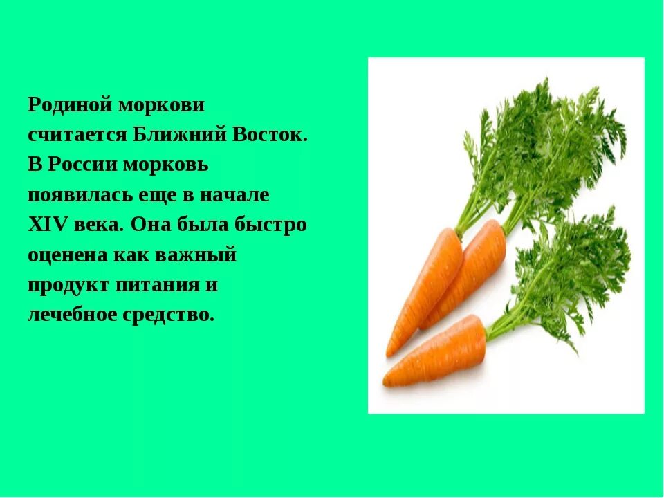 Сколько лет морковь про. Родина моркови. Рассказ про морковь. Доклад о морковке. Описать морковь.