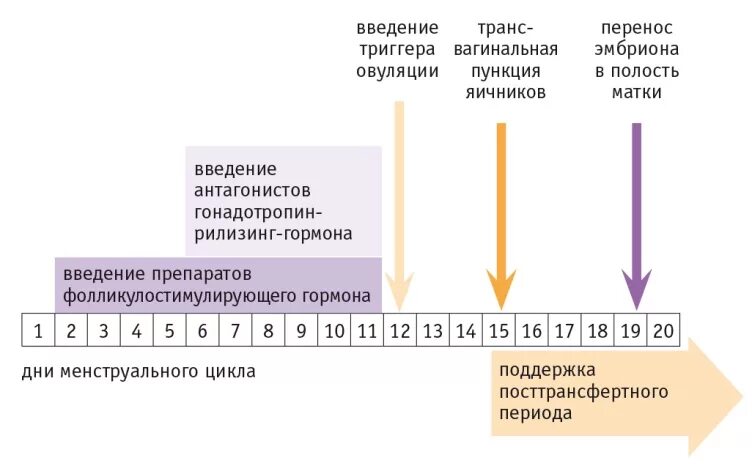 Схема стимуляции овуляции. Длинный протокол схема. Стимуляция короткий протокол. Длинный протокол эко схема. Протокол стимуляции овуляции короткий.