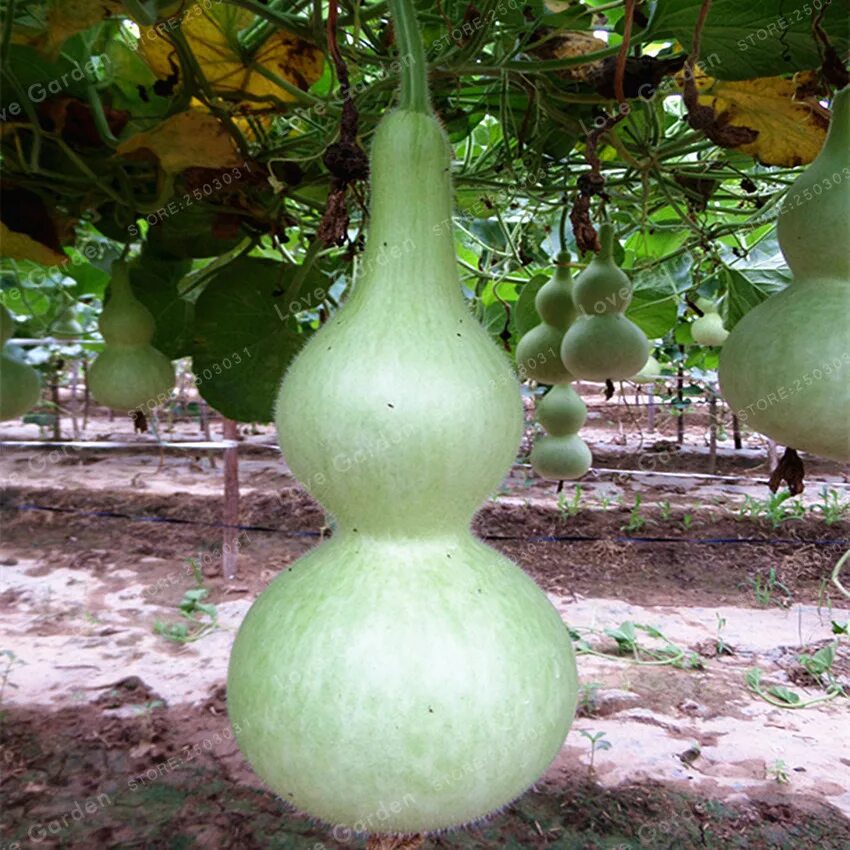 Chinese Bottle Gourds Pumpkin Hollow Gourds Gourds, Bottle, Pumpkin crafts