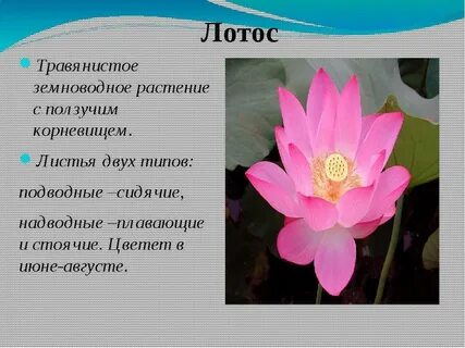 Растения занесенные в краснодарскую красную книгу
