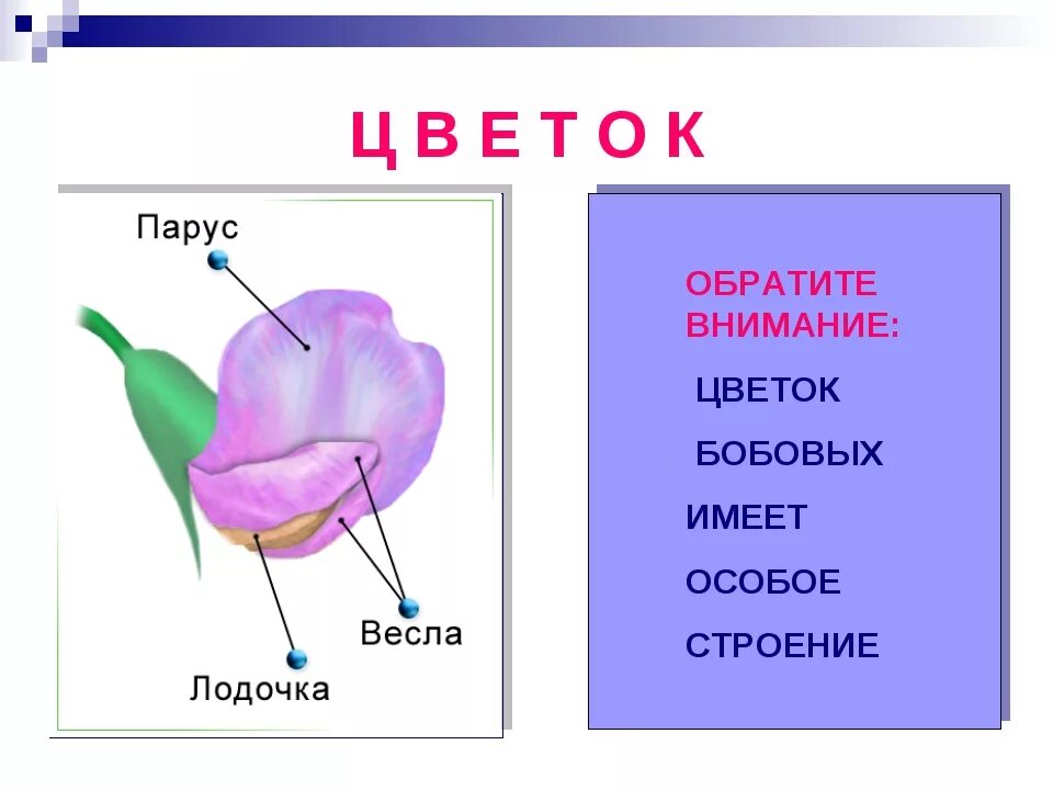 Какую формулу цветка имеют бобовые. Строение цветков семейства бобовые. Строение цветка бобовых. Схема цветка бобовых. Семейство бобовые строение цветка.