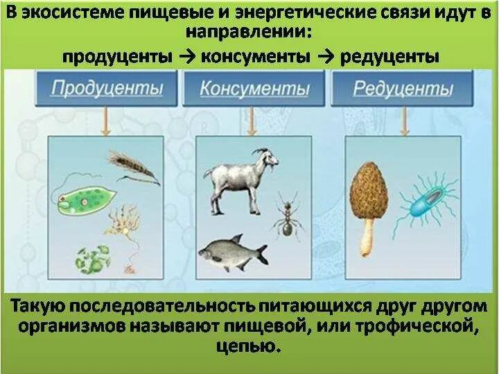 Экосистема леса редуцент. Паразитические черви консументы. Консументы примеры. Паразитические черви консументы. Фитофаги и зоофаги.