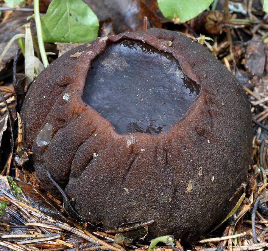 гриб молодильное яблоко саркосома. саркосома шаровидная гриб. саркосома шаровидная гриб. сорко с шаровидная гриб. саркосома шаровидная sarcosoma globosum.