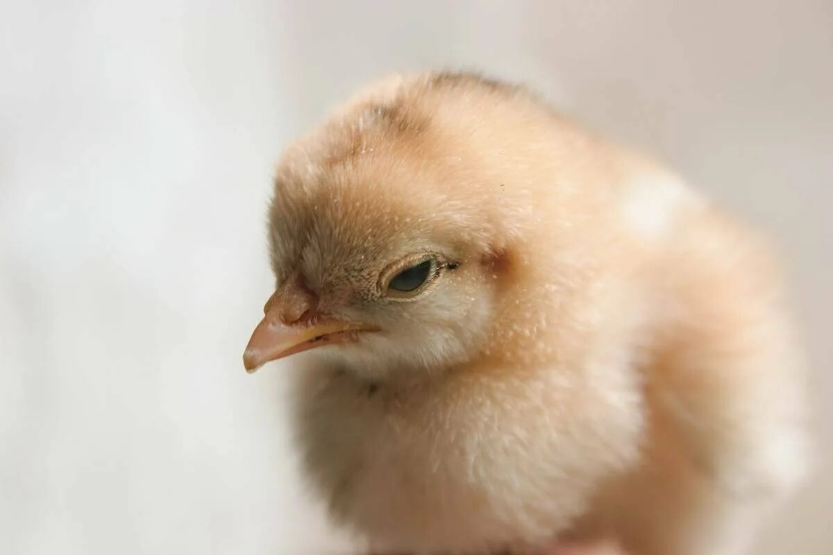 Клюв цыпленка. Клювик цыпленка. Белый цыпленок. Новорожденный цыпленок.