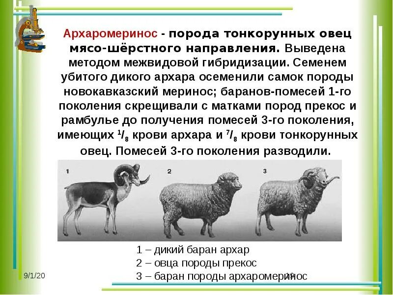 Испытание производителя по потомству в селекции животных. Породы овец мясо-шерстного направления. Тонкорунные породы овец. Генетика теоретическая основа селекции. Породы овец шерстного направления.