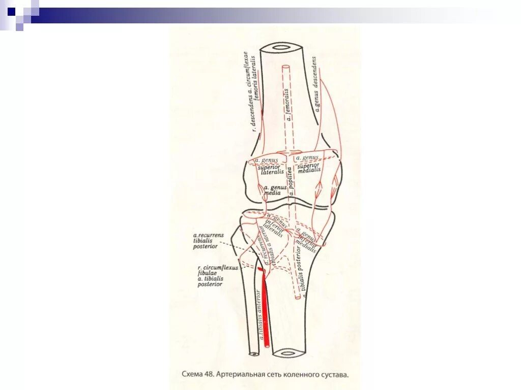 Артериальная сеть коленного сустава схема. Коллатеральное кровообращение коленного сустава схема. Артериальная сеть локтевого сустава схема. Кровоснабжение коленного сустава анатомия схема. Сосуды коленного сустава