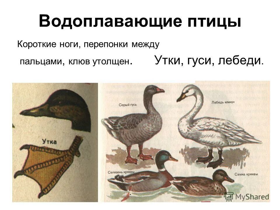 Водоплавающей птицей является