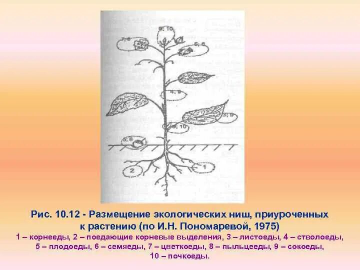 Чем различаются местообитания и экологическая ниша. Экологическая ниша растений. Примеры экологических ниш. Экологическая ниша растений примеры. Лабораторная работа экологическая ниша.