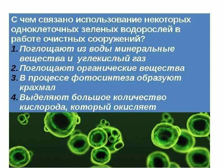 Одноклеточные зеленые водоросли характеристика. Одноклеточные водоросли. Использование зеленых водорослей. Использование одноклеточных водорослей для очистки воды. Применения одноклеточных зелёных водорослей.