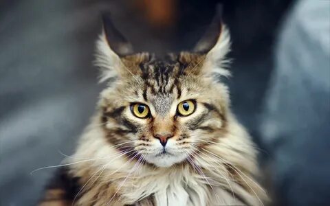 Рандом кот