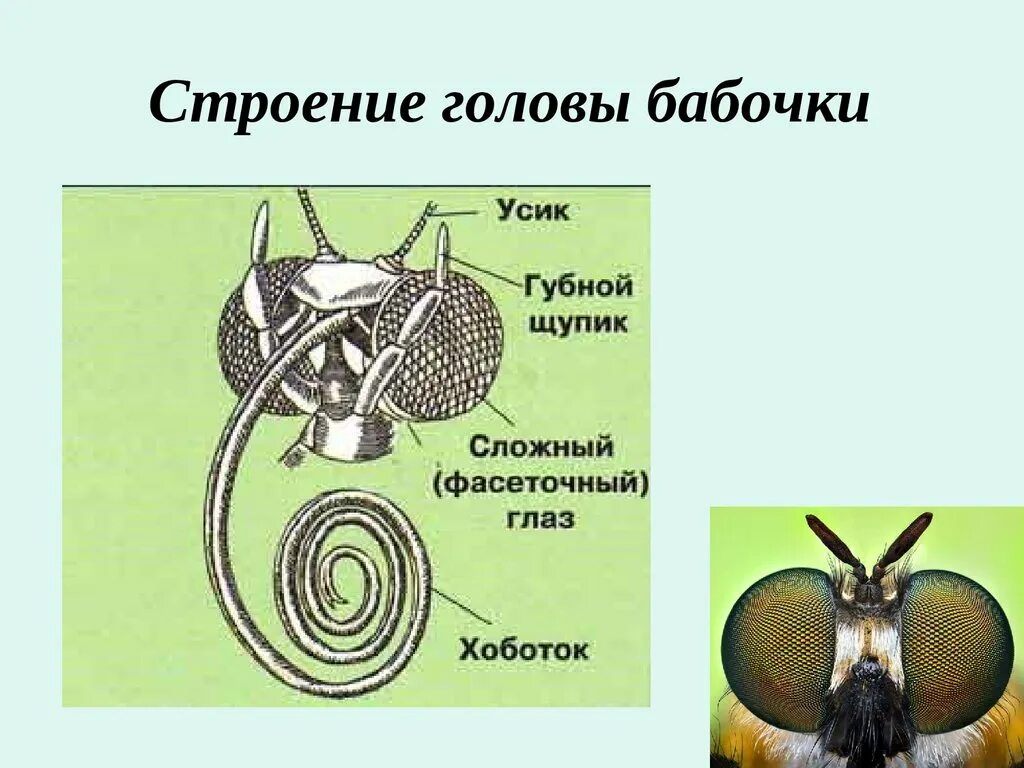 Чешуекрылые бабочки строение. Строение ротового аппарата чешуекрылых. Строение головы бабочки. Строение бабочки схема. Ротовой аппарат имаго капустной белянки