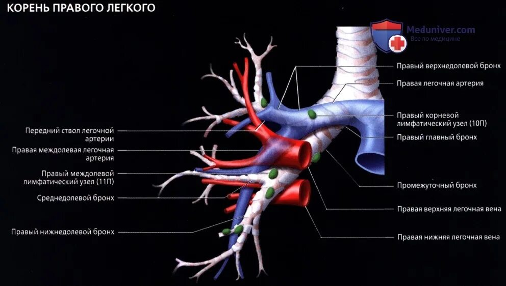 Бронх анатомия кт. Кровоснабжение бронхов анатомия. Левая легочная артерия анатомия. Ствол легочной артерии анатомия. Сколько легочных артерий