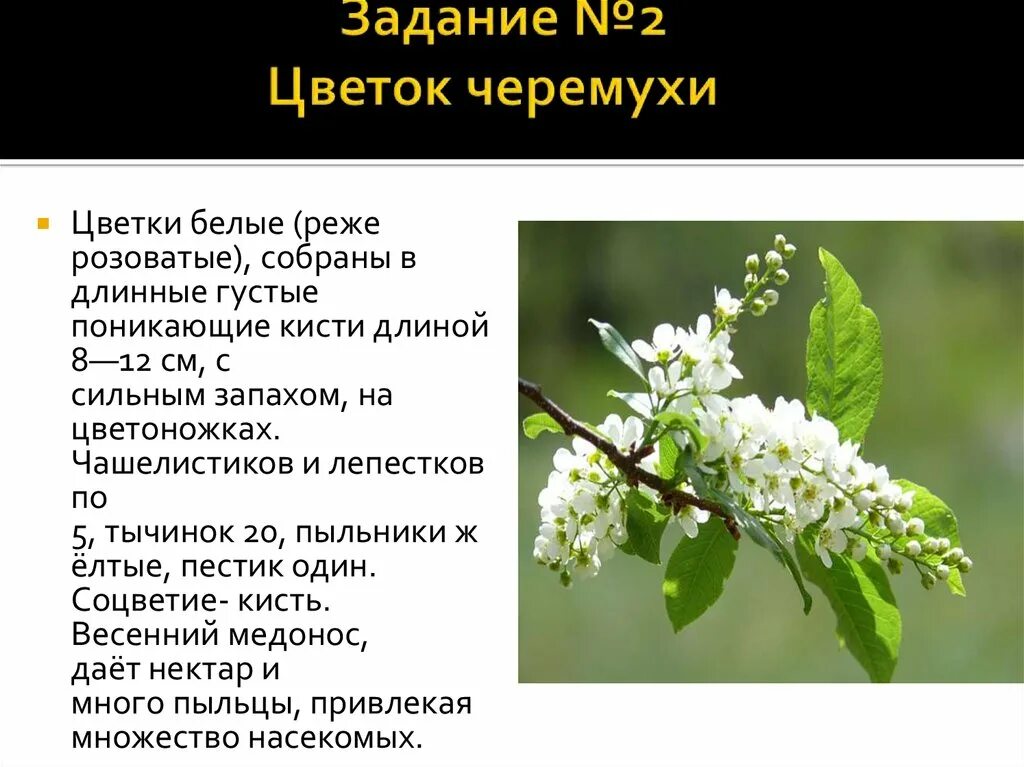 Черемуха латынь. Черемуха лекарственное растение. Строение цветка черемухи. Черёмуха обыкновенная описание. Черемуха обыкновенная сообщение.