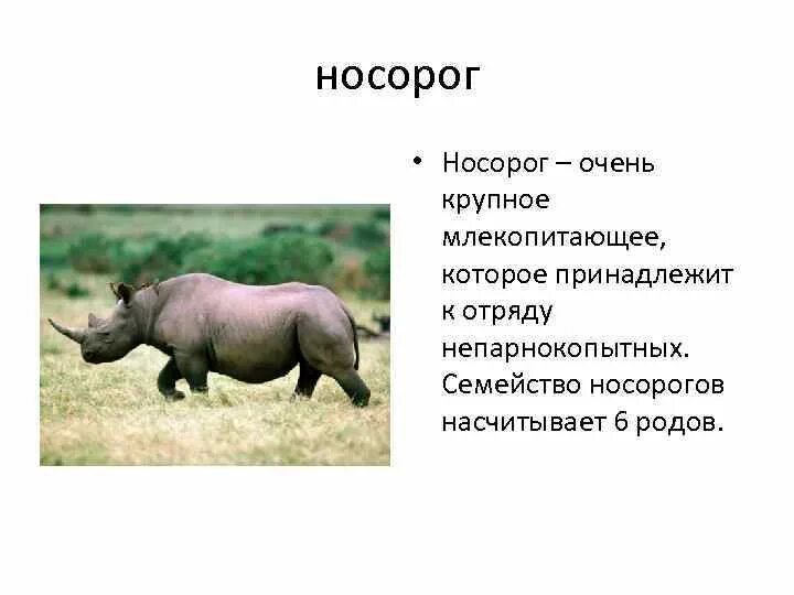 Место обитания парнокопытных. Отряд непарнокопытные семейства Носорогов. Непарнокопытные млекопитающие копыта носорога. Семейство Носороговые представители. Непарнокопытные среда обитания.