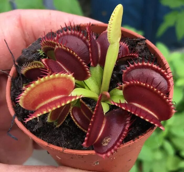 Дионея muscipula. Венерина мухоловка. Венерина мухоловка (Dionaea muscipula). Дионея цветонос.