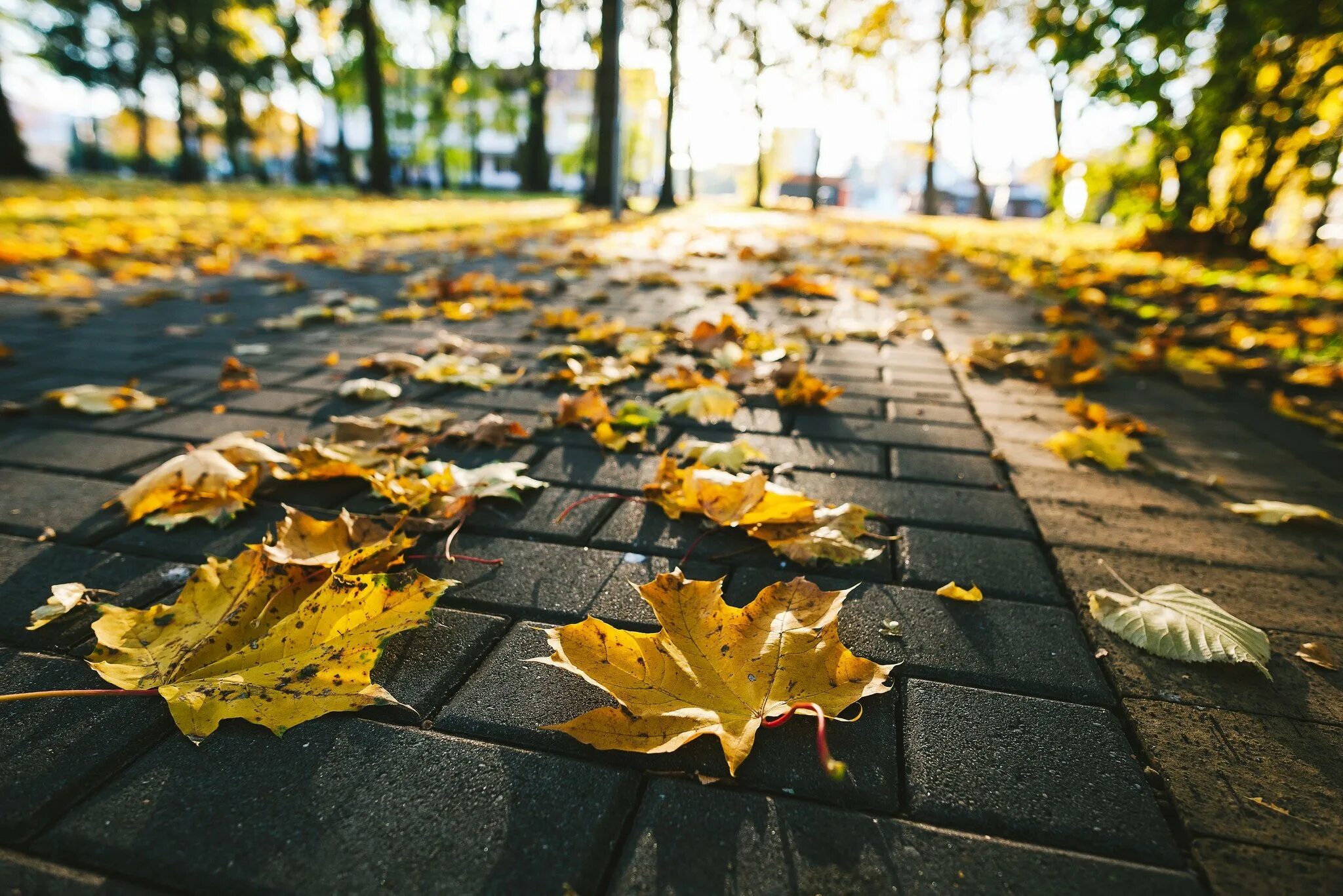 Листья желтые по краям. Осень. Осенний город. Осень листья. Осень в городе.