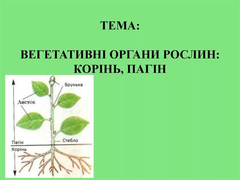 Тело высших растений состоит. Вегетативні органи. Органи рослин. Будова пагона. Вегетативные органы картинки.