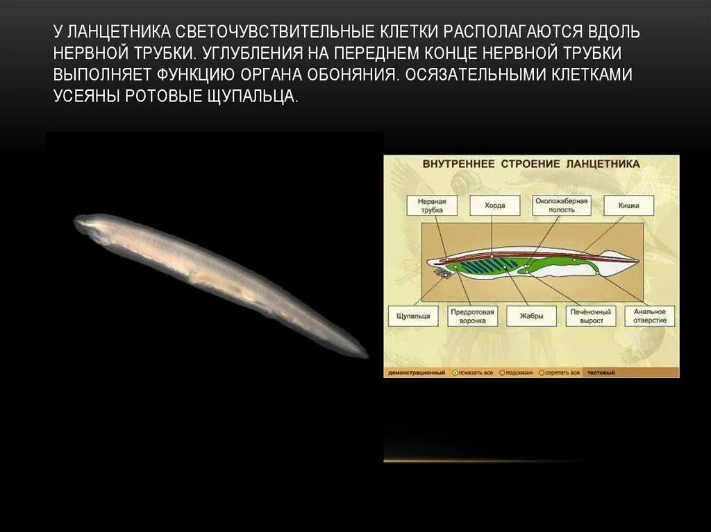 Органы чувств ланцетника. Ланцетник светочувствительные клетки. Светочувствительные органы ланцетника. У ланцетника нервная трубка располагается.