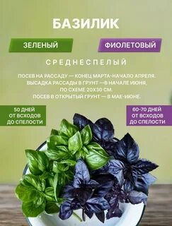 Базилик фиолетовый для чего