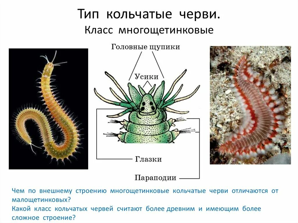 Примеры животных типа кольчатые черви Annelid, Annelid worm, Beautiful sea creatures