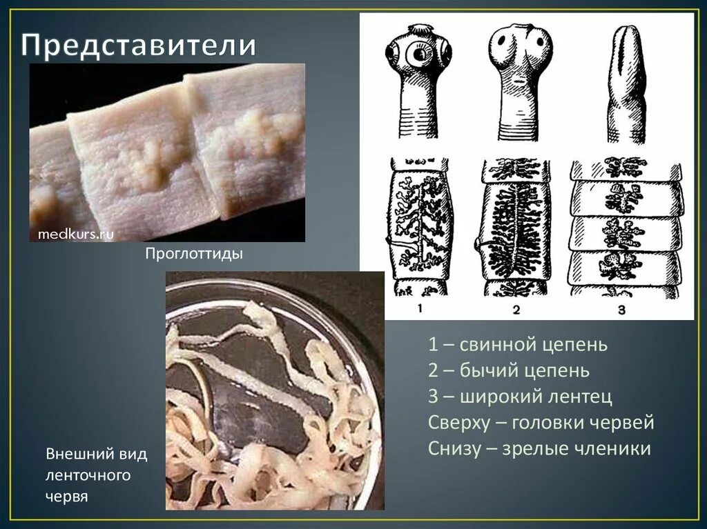 Представители ленточных