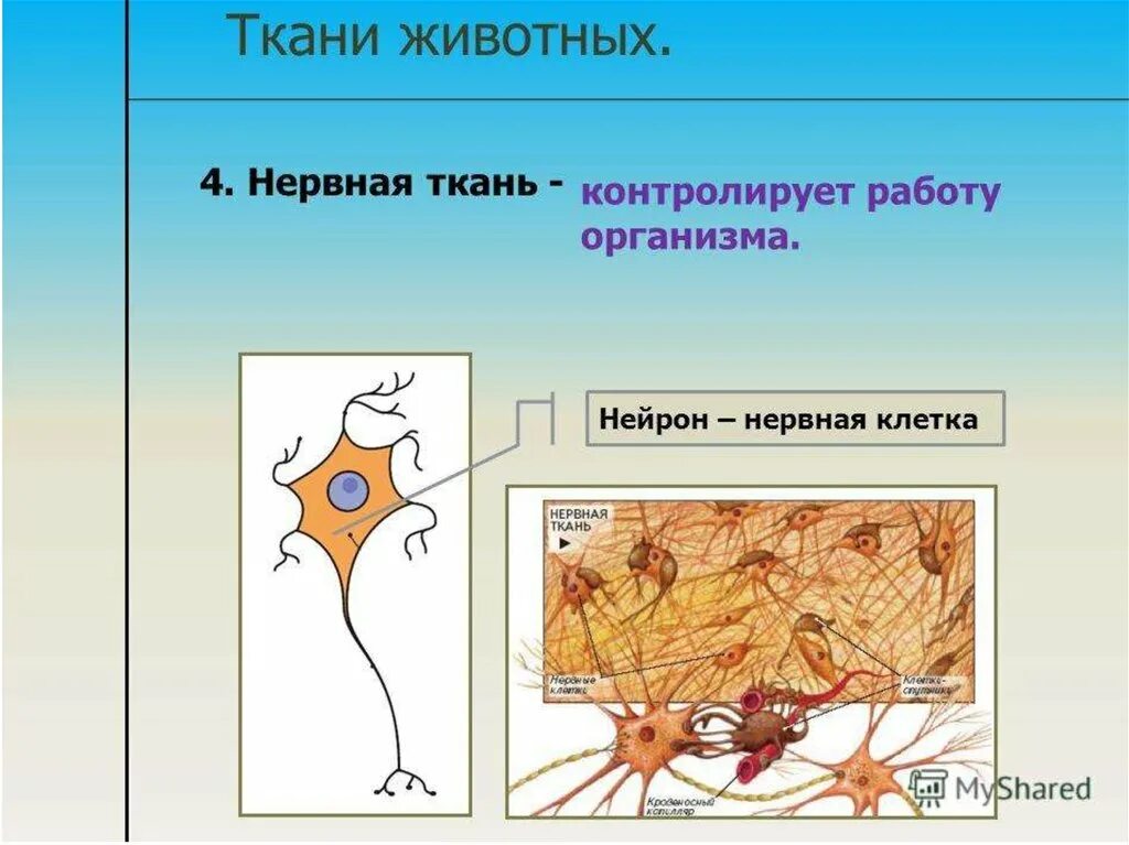 Нервная ткань состоит из ответ. Ткани животных. Ткани растений и животных. Клетки и ткани животных. Нервная ткань животных.