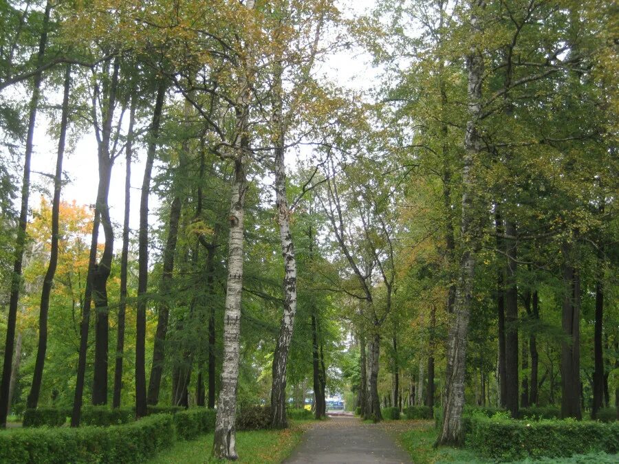 Петровский сад Петрозаводск. Петровский парк Петрозаводск. Петровский сквер Петрозаводск. Губернаторский парк Петрозаводск. Петровский парк сайт парка