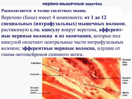 Нервно мышечные волокна