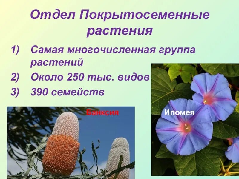 Самая многочисленоя грыппа назамле. Самая многочисленная группа. Самый многочисленный тип лейкоцитов это. Какая группа самая многочисленная в симфоническом оркестре. Самая многочисленная группа.