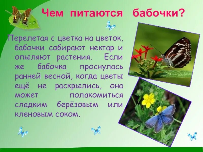 Цветок бабочка рассказ. Питание бабочек. Питание бабочек в природе. Чем питаются питаются бабочки. Чем питаются бабочки картинки.