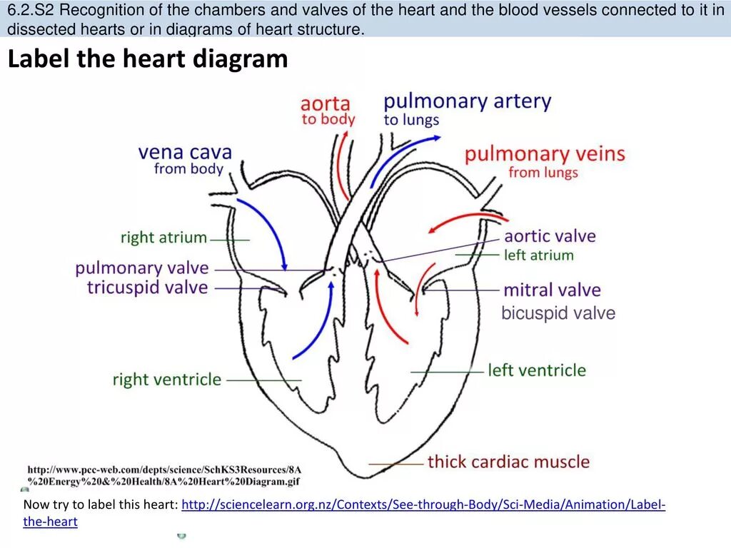Label the diagram. Label the diagram of the heart. the structure of the heart valves. structure heart таблица. the degree of structure of the heart.