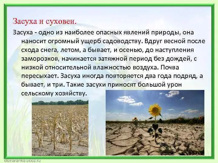 Засуха презентация. Засухи и суховеи. Презентация на тему суховеи. Засуха опасное природное явление.