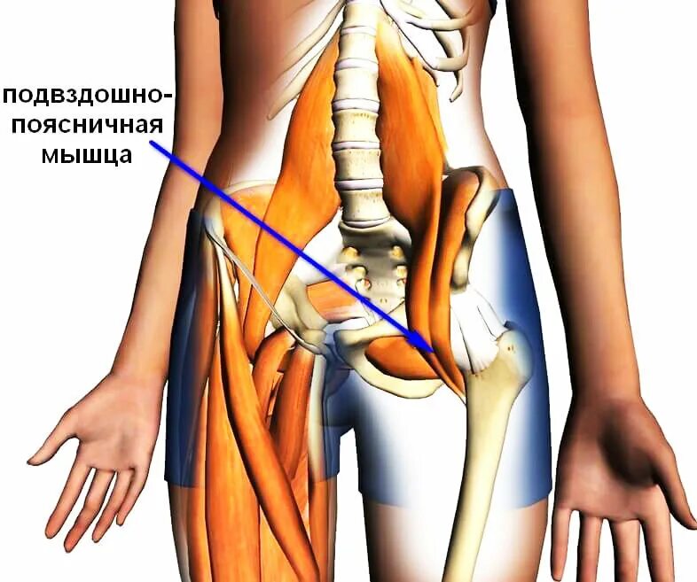 Болит бедро и поясница. Подвздошно-поясничная мышца функции. Подвздошно-поясничная мышца, m. Iliopsoas. Тендинит подвздошно-поясничной мышцы. Мышцы живота анатомия подвздошная поясничная.