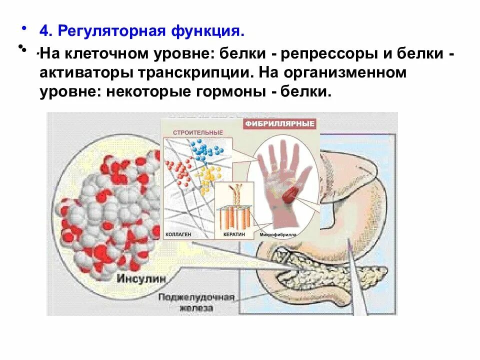 Белки активаторы и белки ингибиторы презентация. Регуляторные белки активаторы. Функции белков на организменном и клеточном уровне уровне. Гормоны на клеточном уровне. Функции белков на клеточном и организменном уровнях.