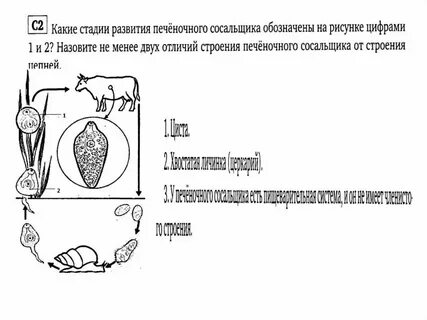 Установите последовательность развития печеночного