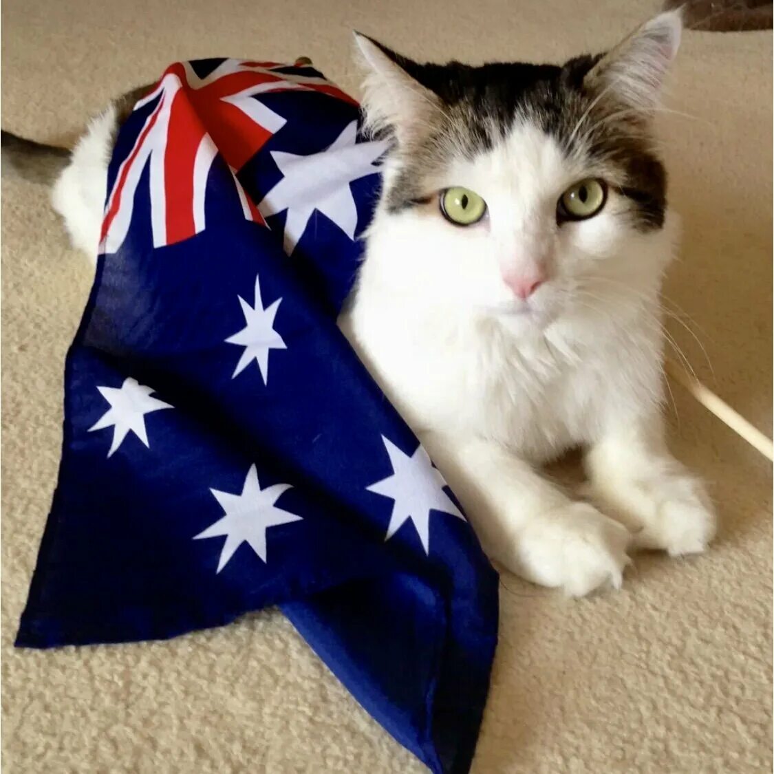 Японский праздник день кошки. Кошек. Британцы флаг. Кот странах 2. Котики из великобританий.