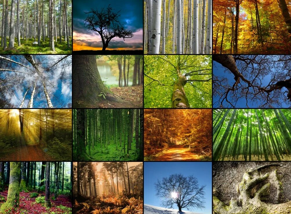 коллаж из фотографий природы. коллаж природы. пейзаж из фотографий. коллаж на тему природа. пейзаж для баннера.