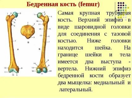 Какой год высоко костный