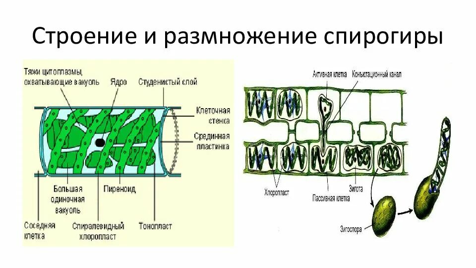 Спирогиру относят к. Зигоспора спирогиры. Спирогира клетка размножение. Строение клетки спирогиры. Спирогира строение.