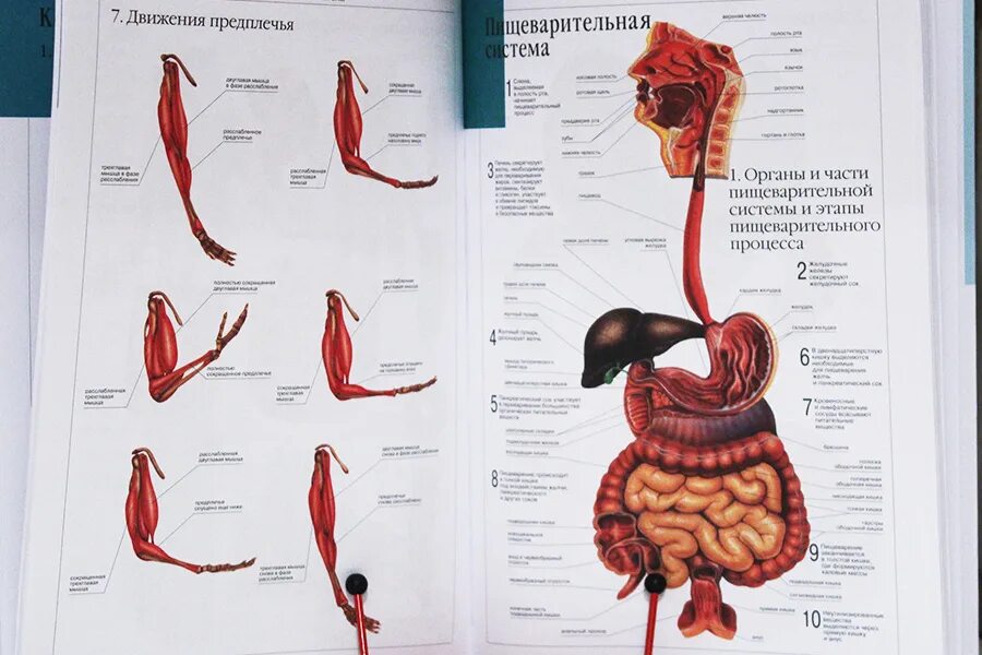 Анатомия атлас человека внутреннее строение. Атлас анатомия 1 том органы. Нервная система человека атлас по анатомии. Анатомия человека с атласом мышц и внутренних органов.