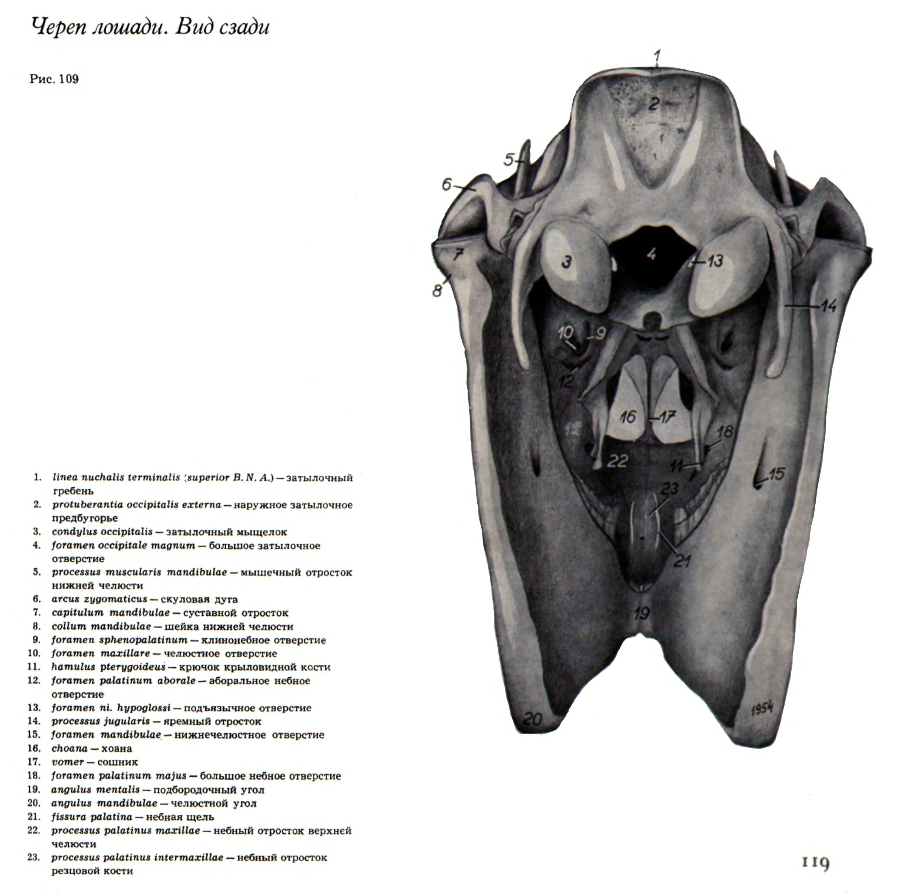 Мыщелки черепа. Затылочная кость черепа анатомия животных. Череп лошади с вентральной поверхности. Череп коровы затылочная кость. Строение затылочной кости черепа животных.