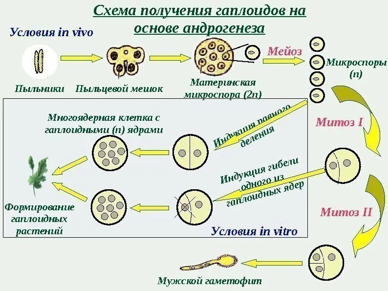 Биологическое значение гиногенеза
