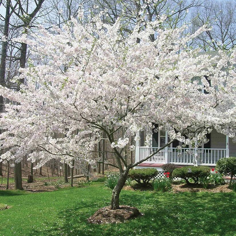 Цветы дерево уличные. Yoshino Cherry Tree. Prunus cistena. Вишня Йошино. Yoshino Cherry Tree Flower.