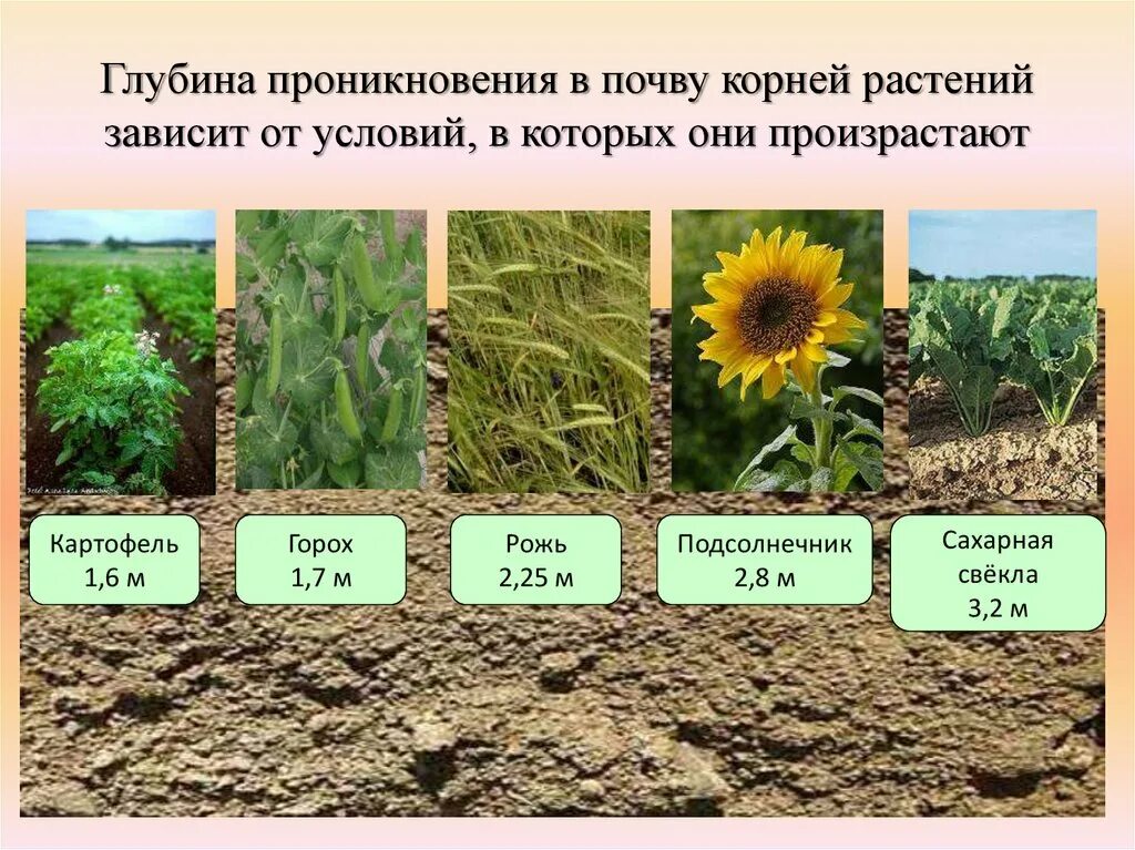 Глубь корень. Условия произрастания растений. Растения в почве. Корни растений в почве.