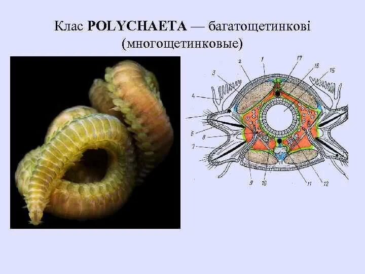 Многощетинковые черви параподии. Кольчатые черви полихеты. Кольчатые черви строение многощетинковых червей. Что у многощетинковых червей первичная полость тела. Кольчатые черви группа организмов